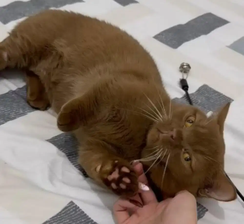 Kucing munchkin bsh british short hair british short hair