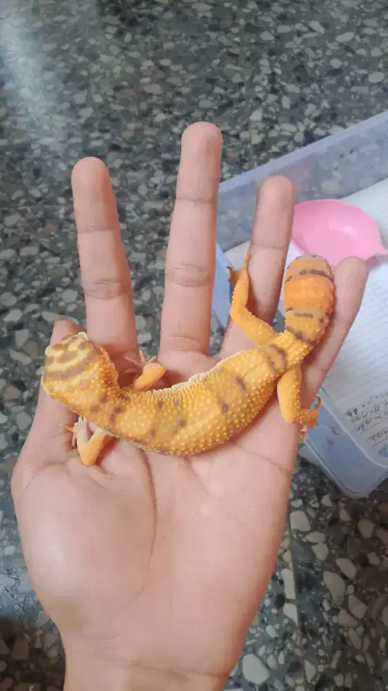 Leopard Gecko Sunglow