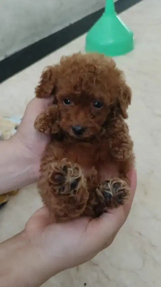 Dijual Anjing Mini Toy Poodle