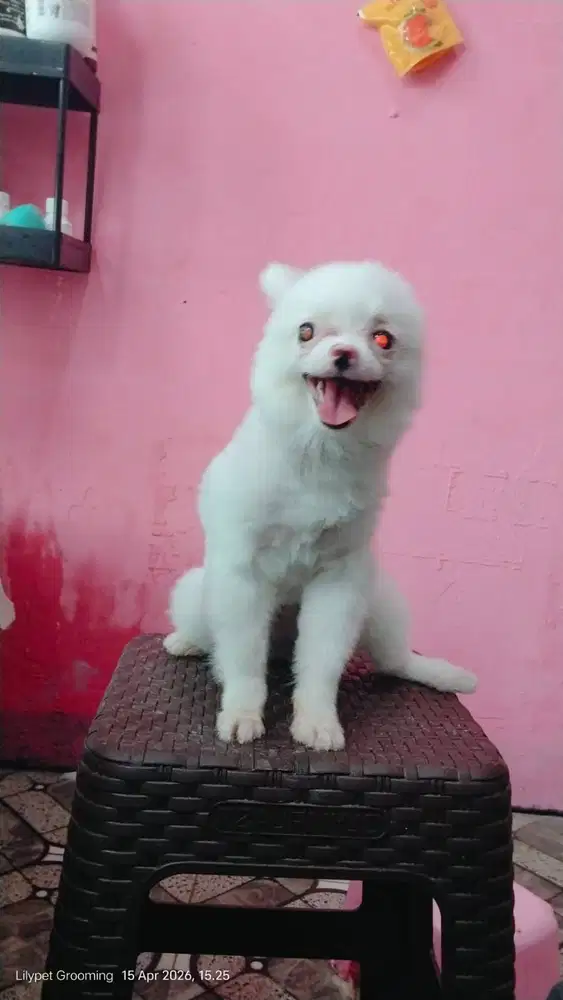 Grooming Anjing dan Kucing cimahi