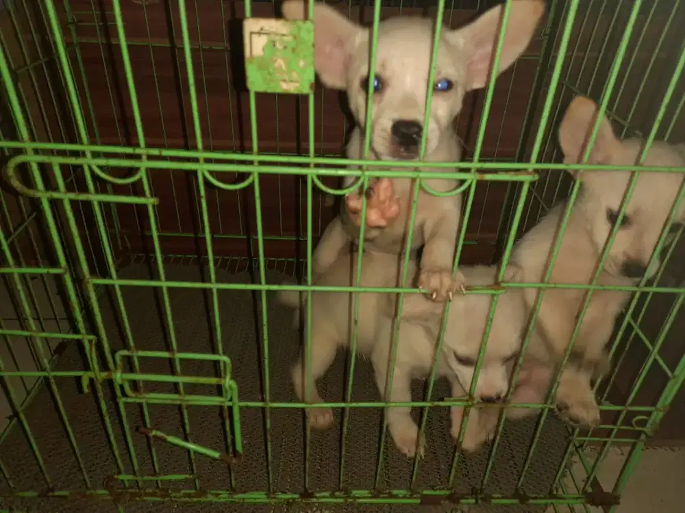 Di jual anjing chihuahua putih