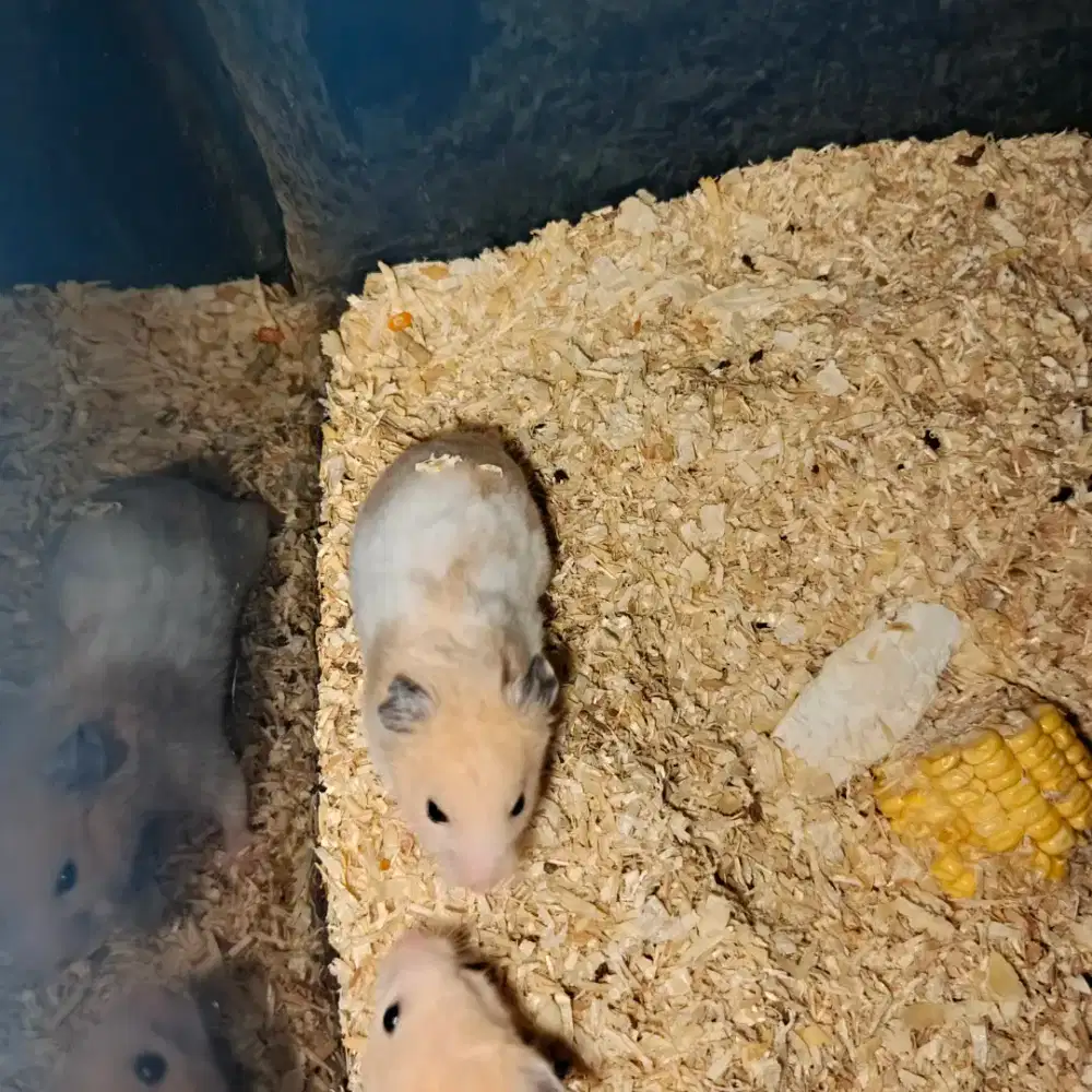 Hamster Syirian