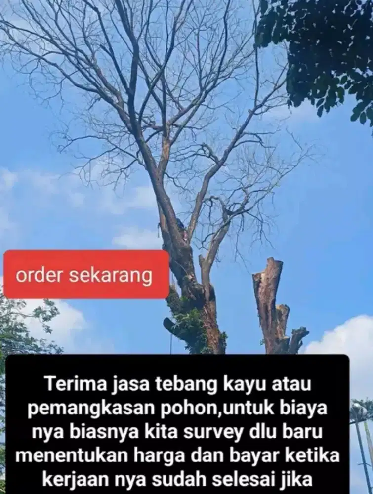 Tebang Pohon dan Pemangkasan