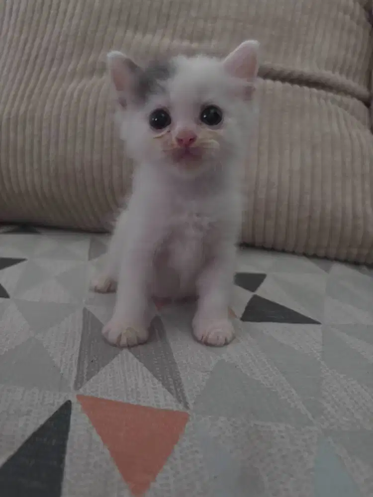 Anak kucing 3 ekor borong.