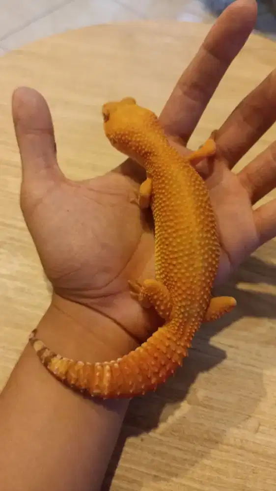 Gecko Sunglow Ovul Calon Induk