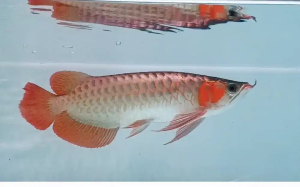 Arwana super red