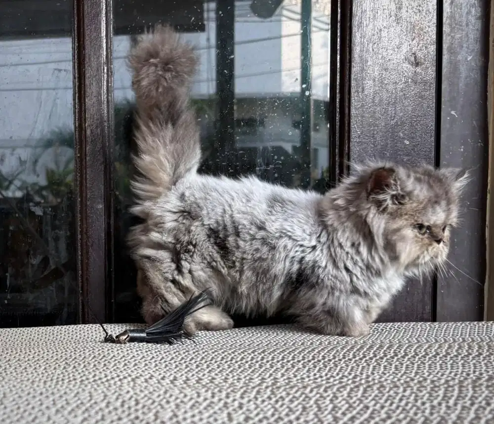 Kucing Munchkin Minuet