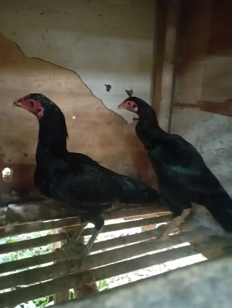 Biang ayam bangkok