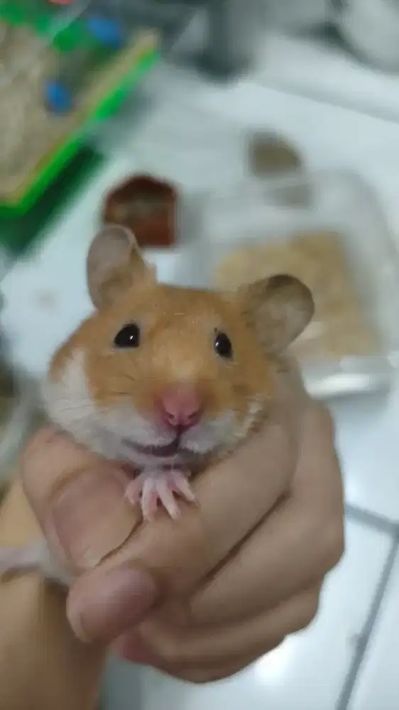 Hamster betina golden