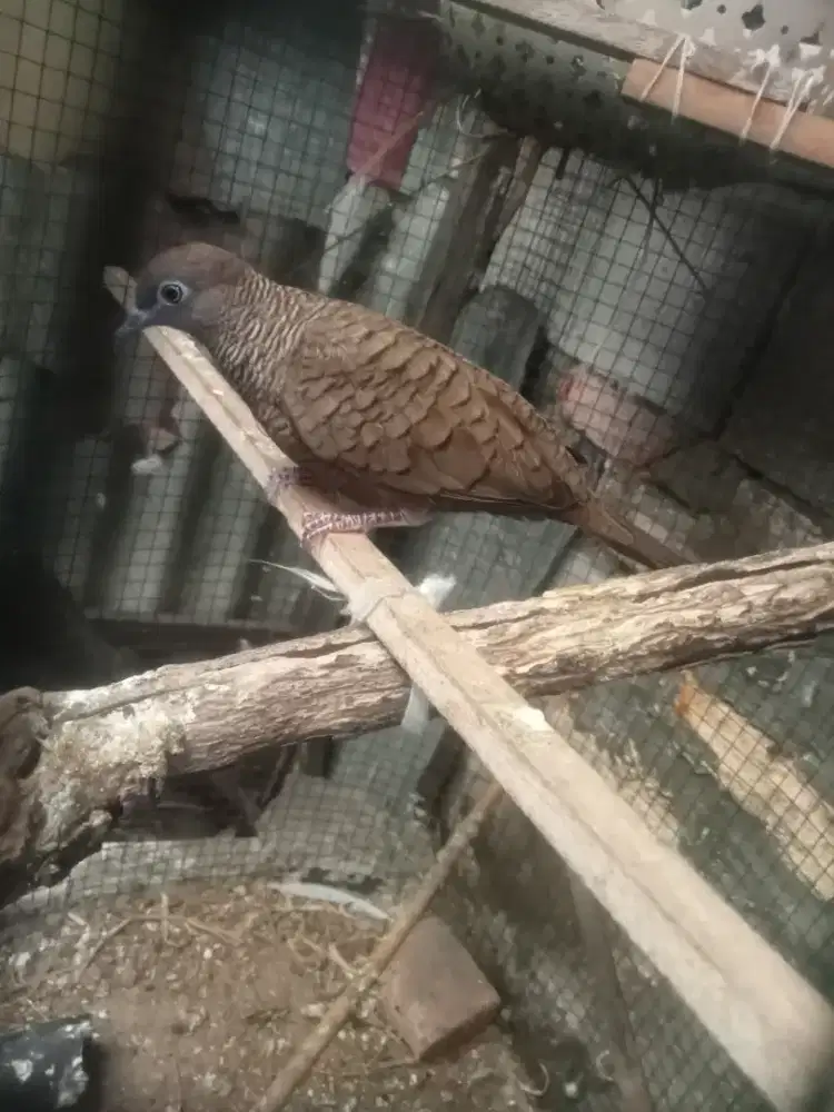 Perkutut cemani dewasa harian jantan