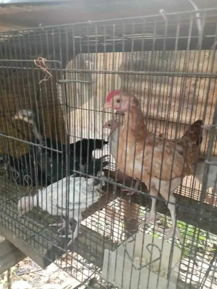 Ayam pitik kampung usia 2 bulanan