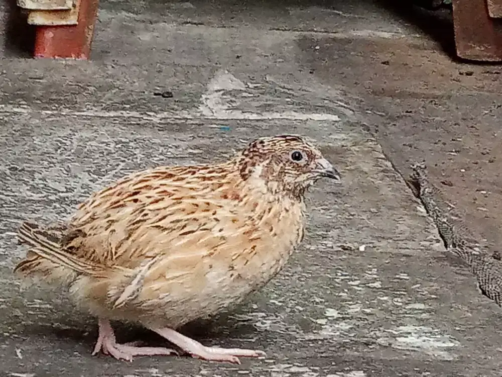 Burung Puyuh Albino