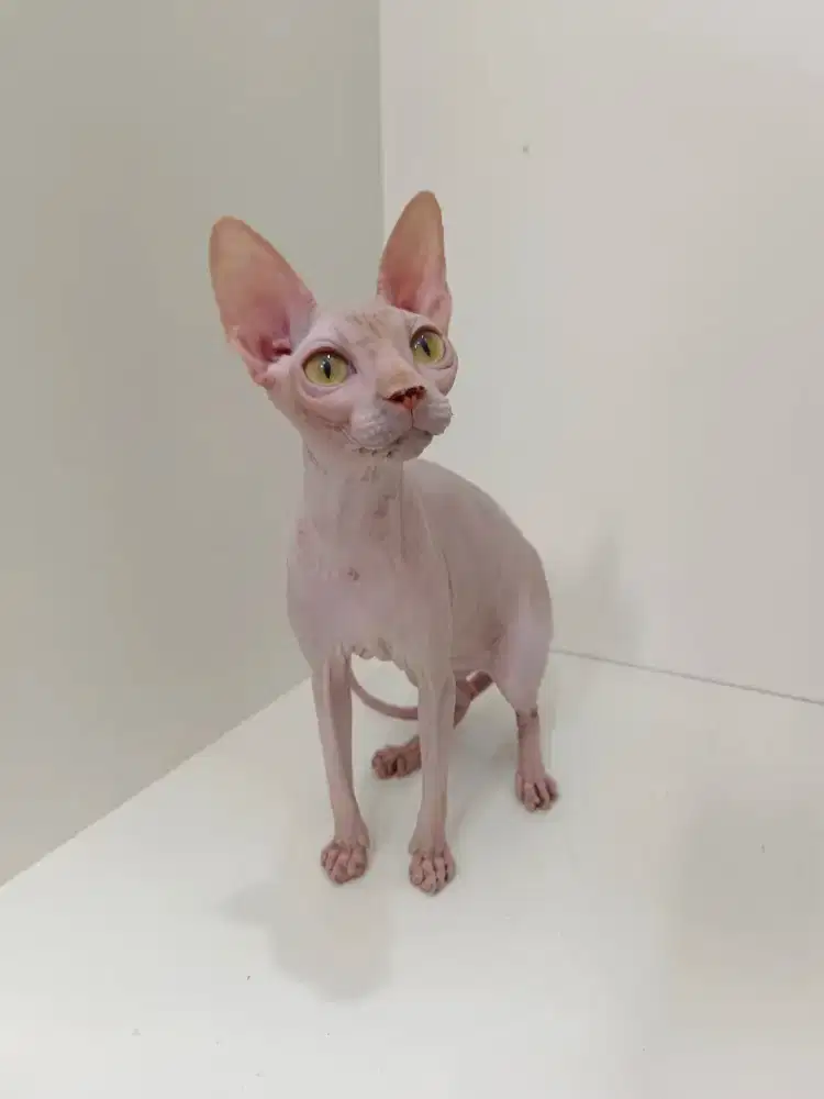Kucing Sphynx betina