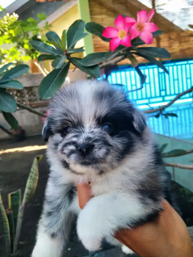 Anjing Minipom Merle