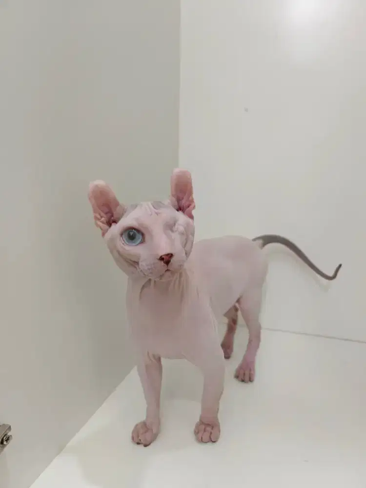 Kucing Sphynx dwelf jantan