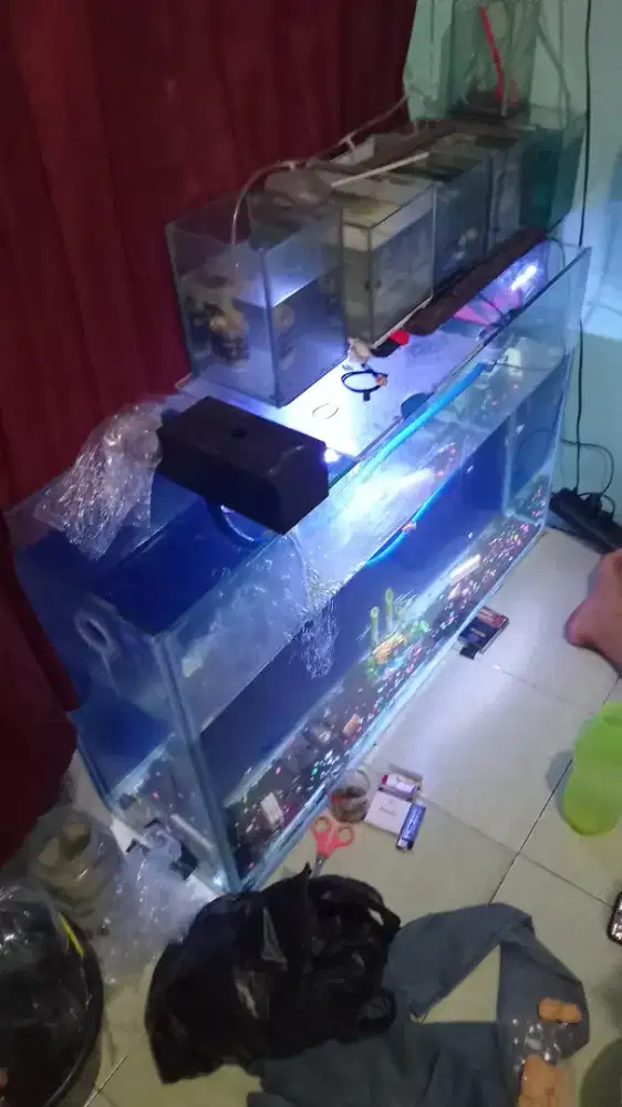 aquarium dan ikan molly