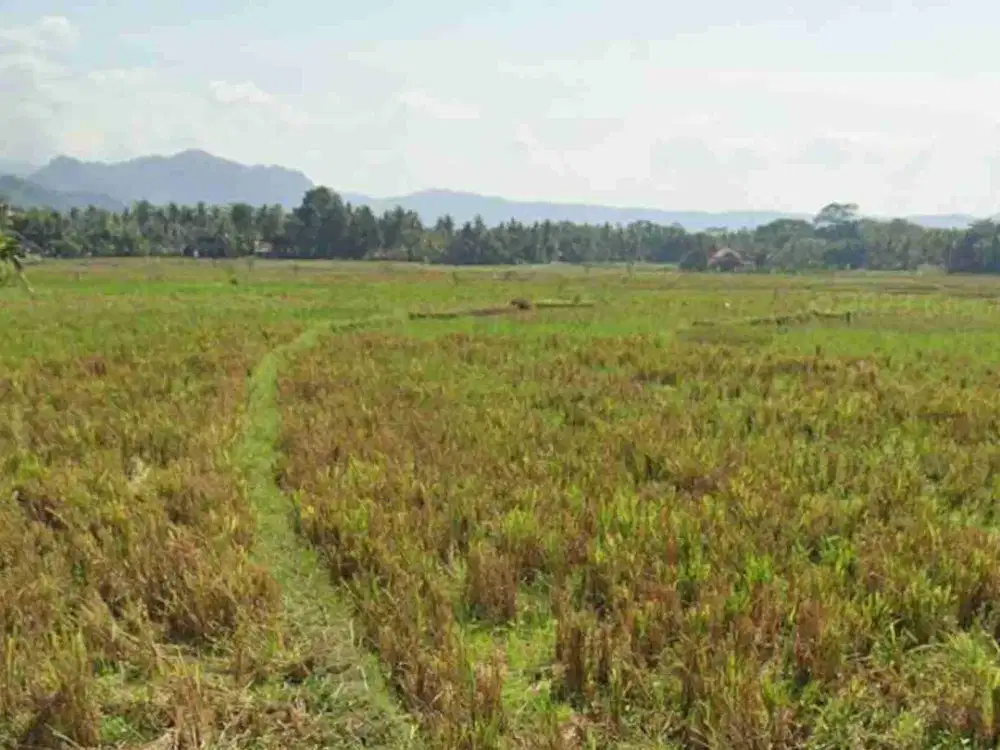 Tanah Murah View Sawah dan perbukitan menoreh di Nanggulan kulon Progo