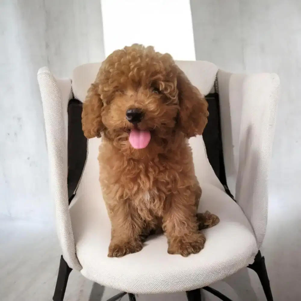 Dijual Poodle Puppy / Red Poodle
