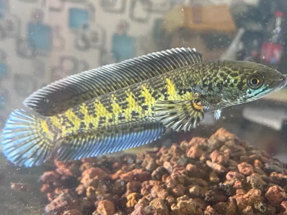 ikan gabus chana