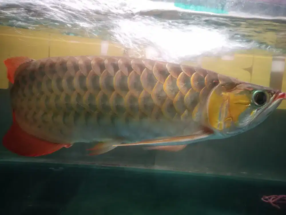 Ikan arwana ikan peliharaan drmh