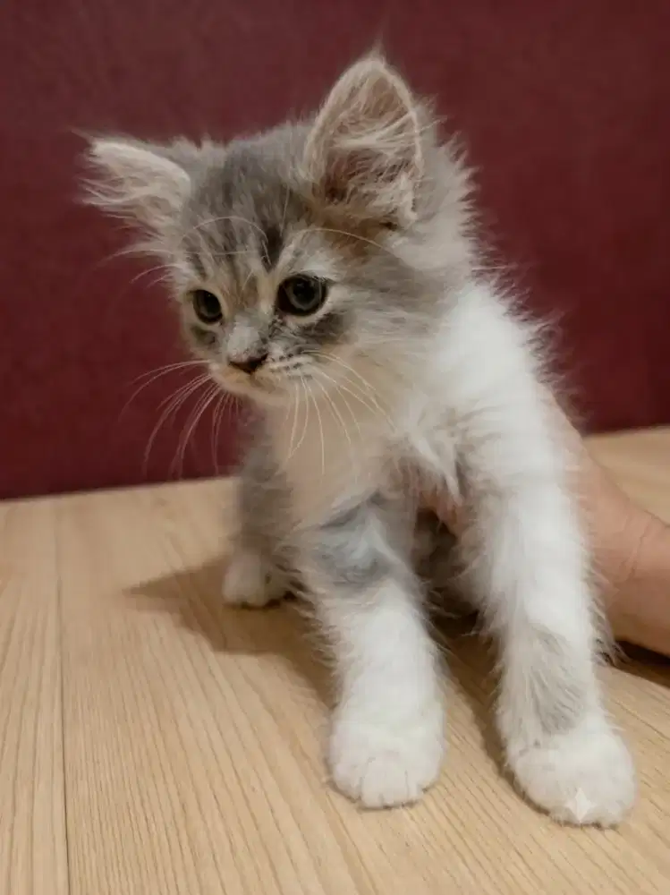 Kitten persia  2 Bulan