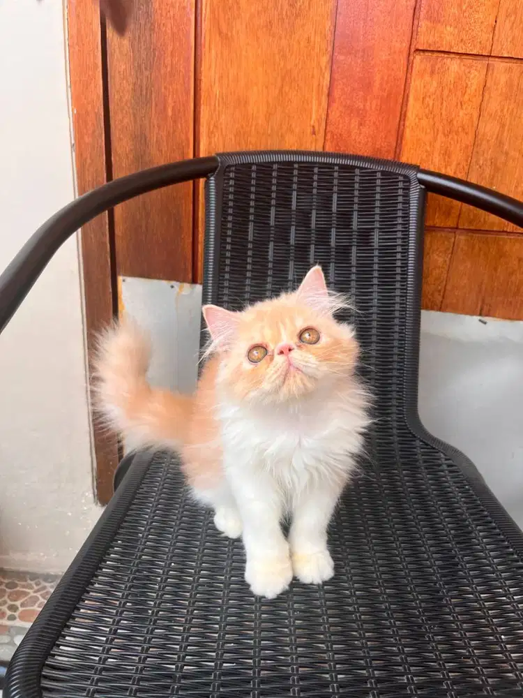 Jual Kucing Cepat, Kucing Persia
