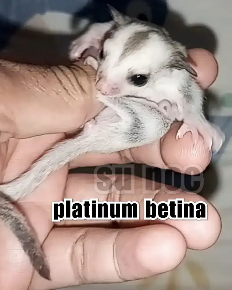 sugar glider platinum betina