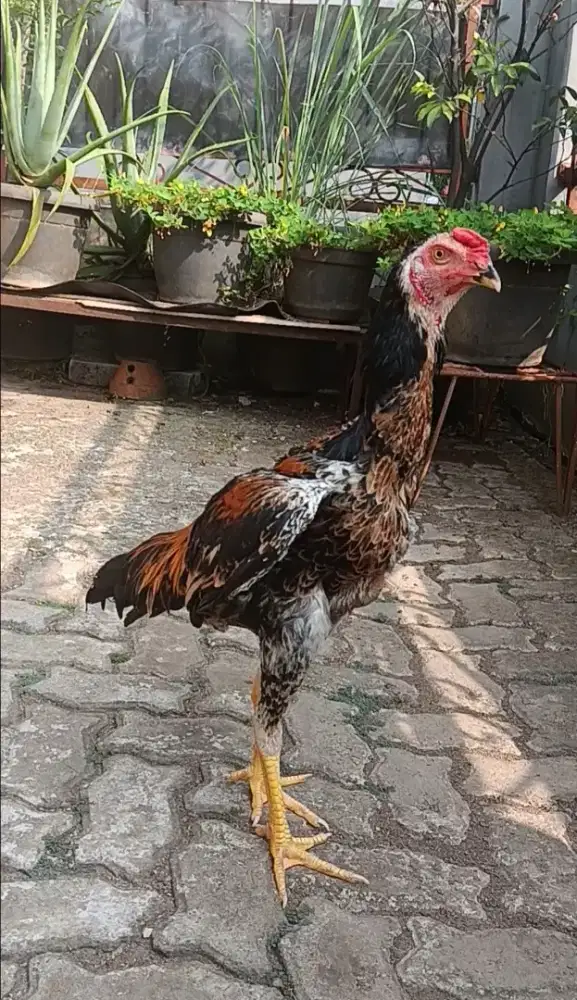 Ayam Bangkok Shamo