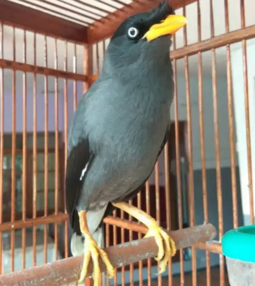 Burung Jalak kebo fs