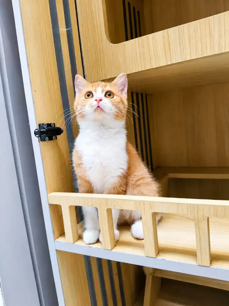Kucing BSH NS bico betina 3 bulan