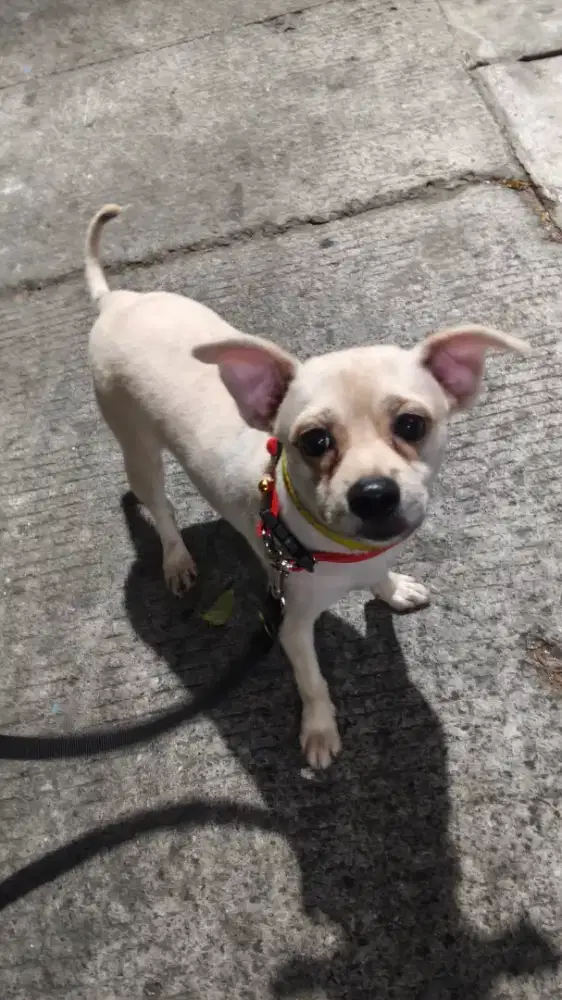 Anjing pom bulu tebal