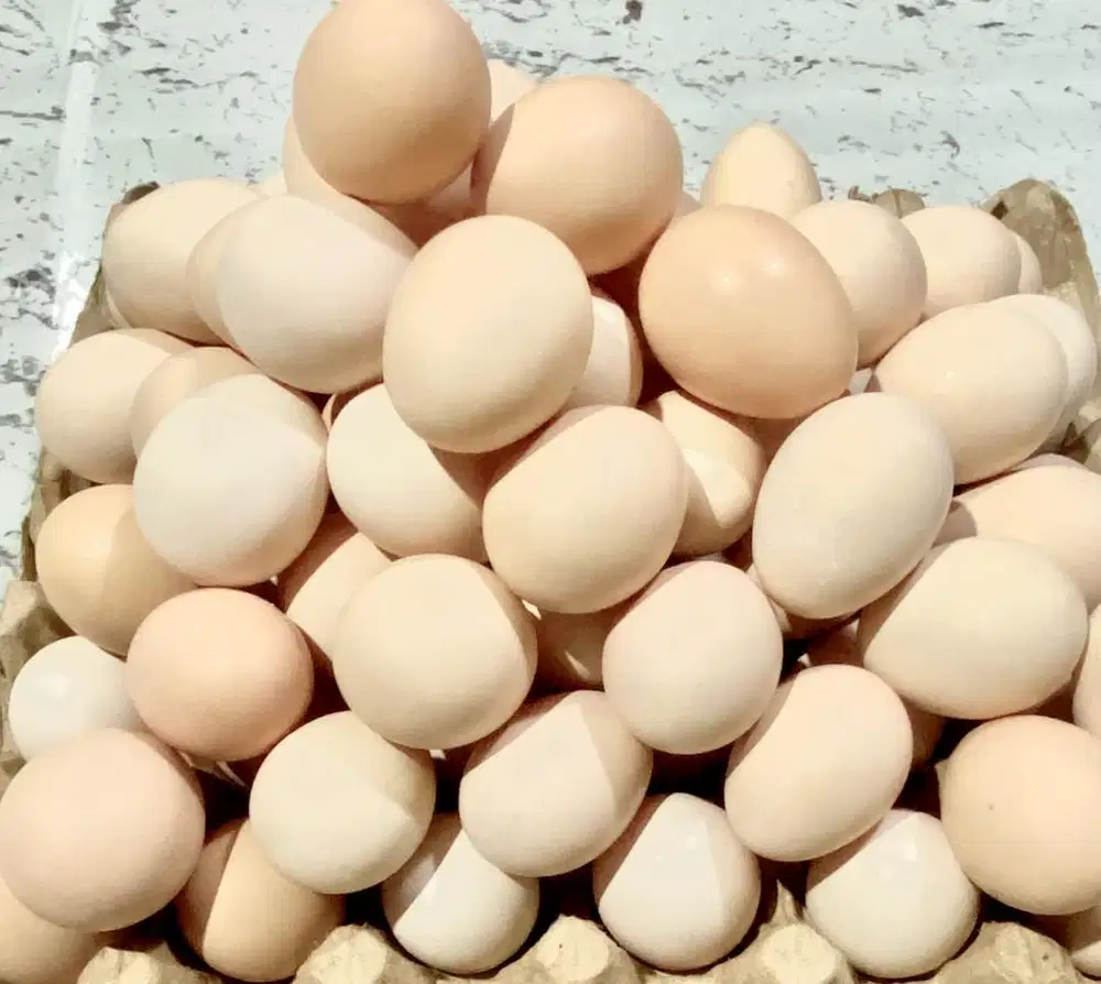 Telur ayam kampung