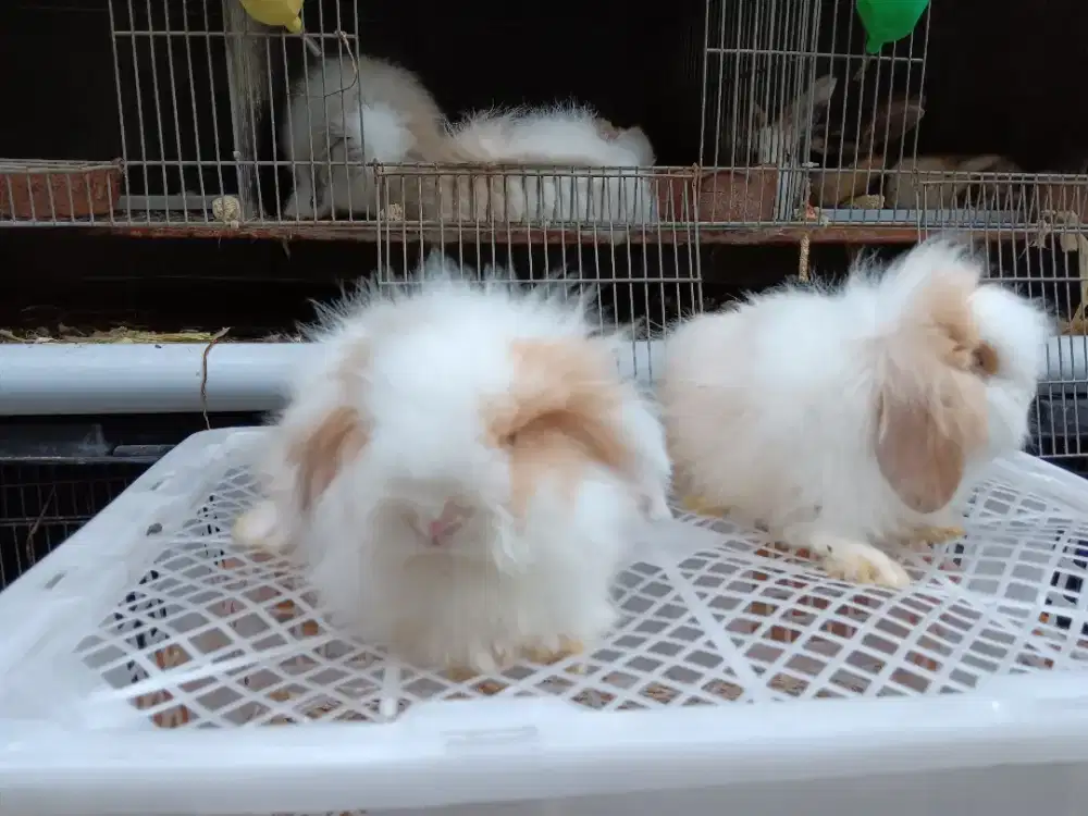 Sepasang Kelinci Fuzzy Lop