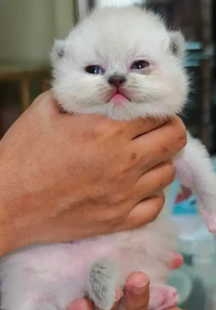 Open boking kitten bsh Scottish