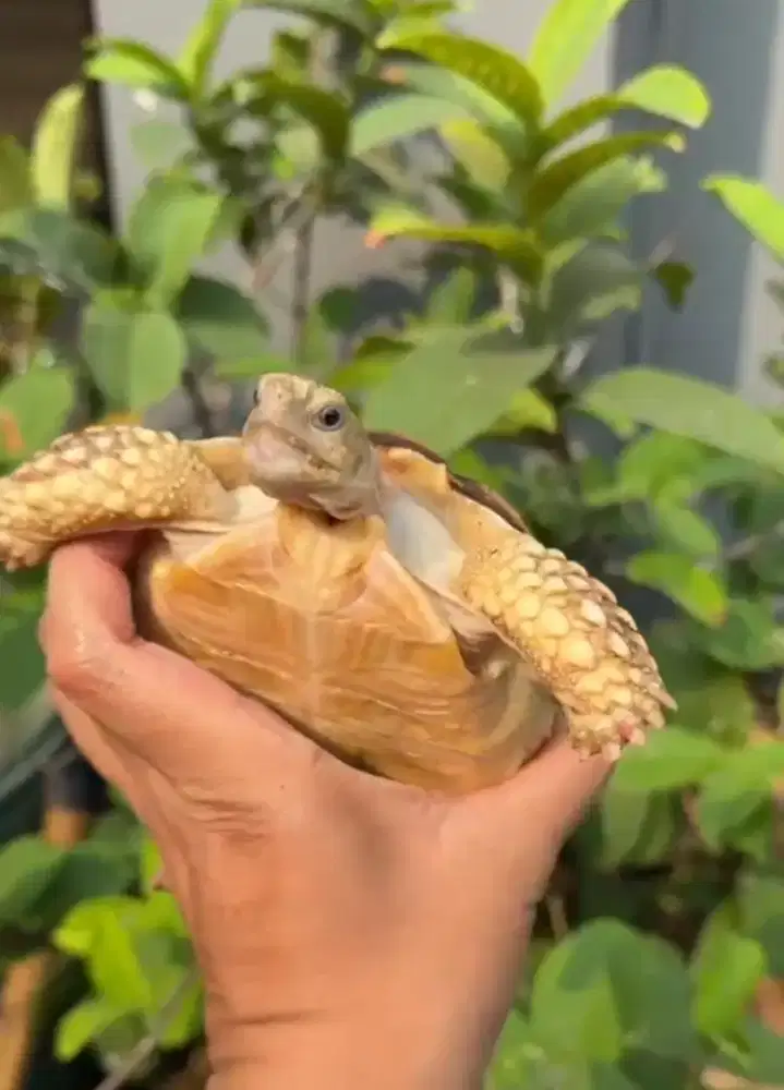 Jual Kura2 Sulcata 14cm. Normal scute