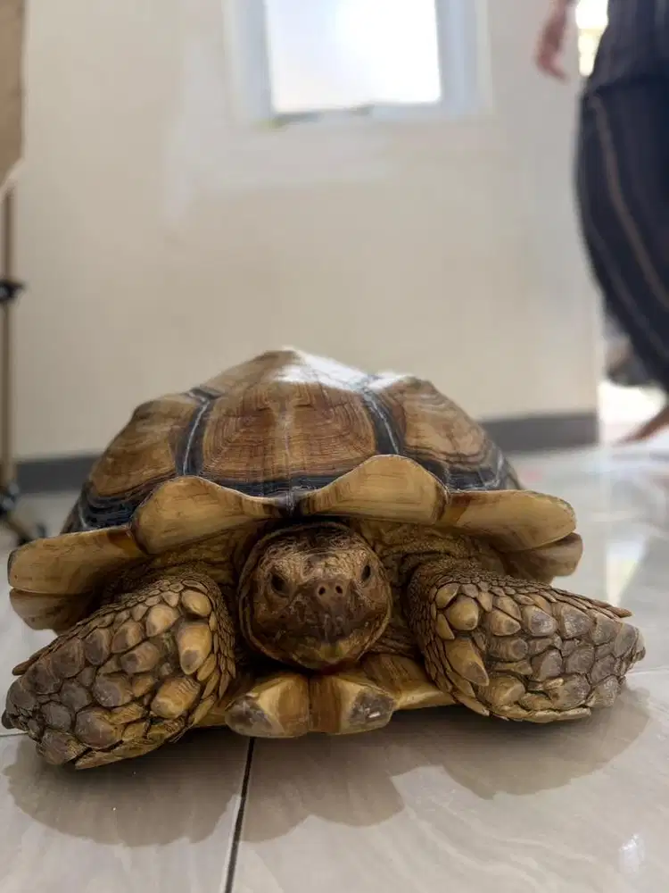 Sulcata jantan 50cm up