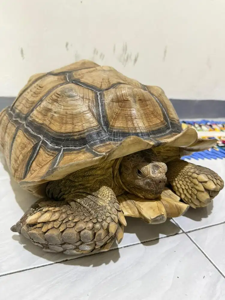 Sulcata jantan 50cm up