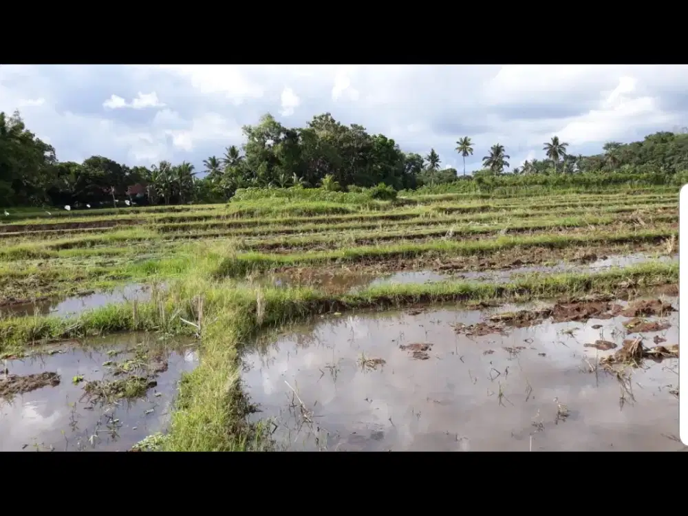 Wringinsari RT002 RW02, Kembiritan, Genteng