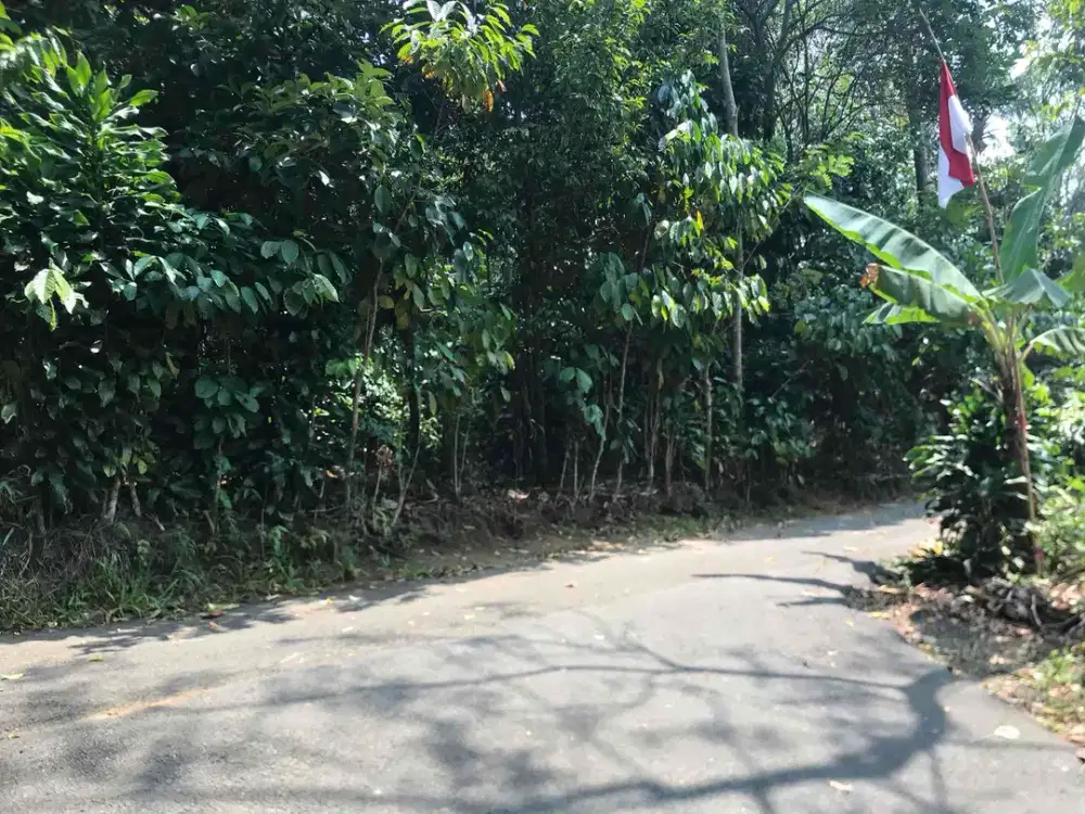 Di Jual Kebun Manggis Produktif ,Pinggis Jln Mobil