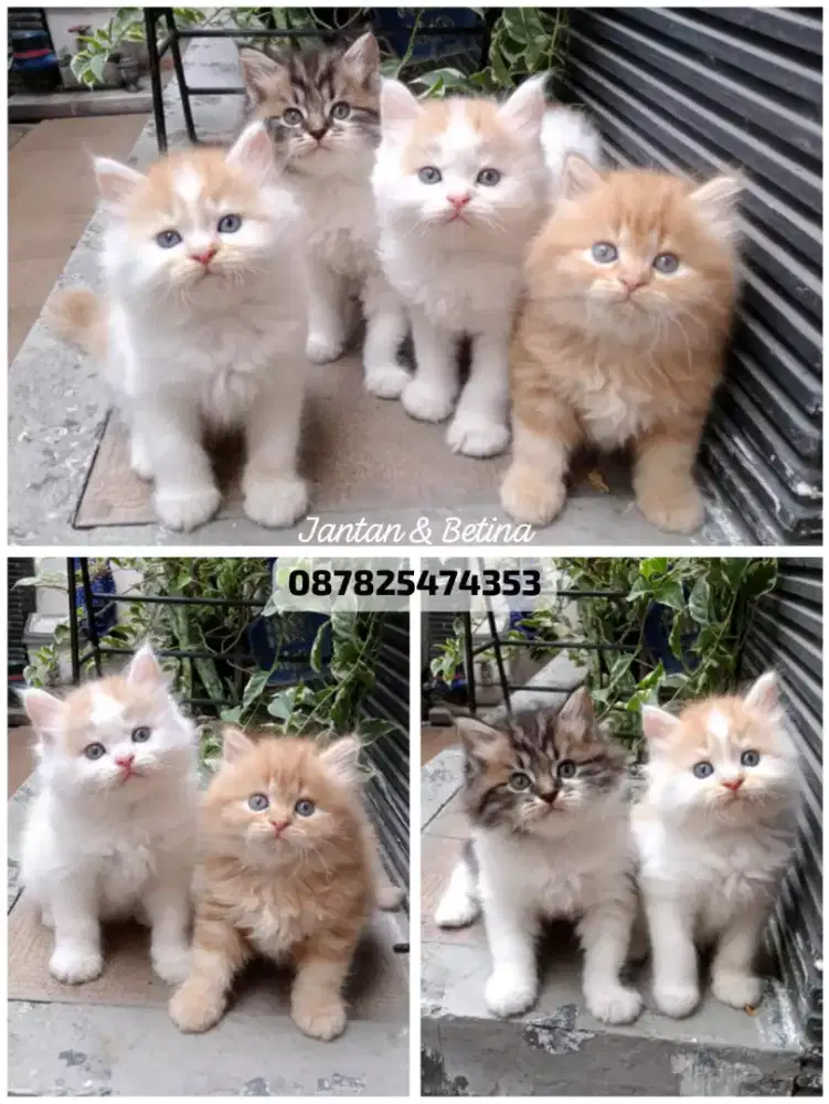 kucing persia flatnose