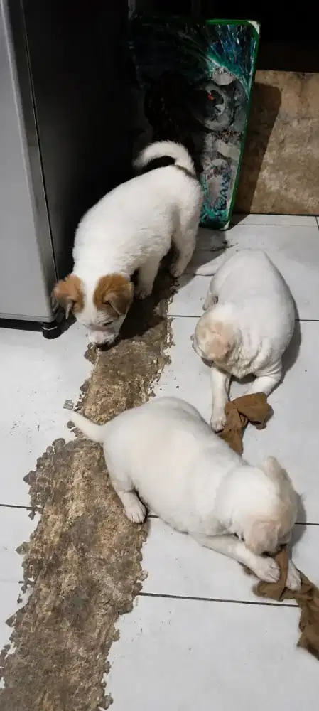 Dijual Anjing 2 Bulan