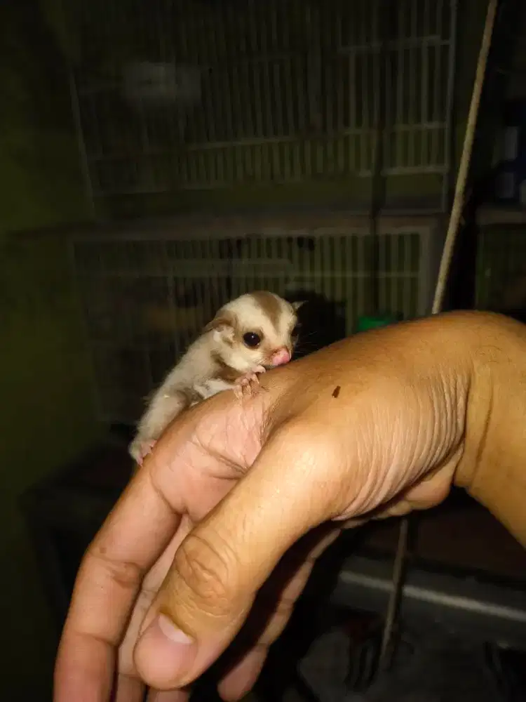 Sugar glider caramel Joey jantan jinak