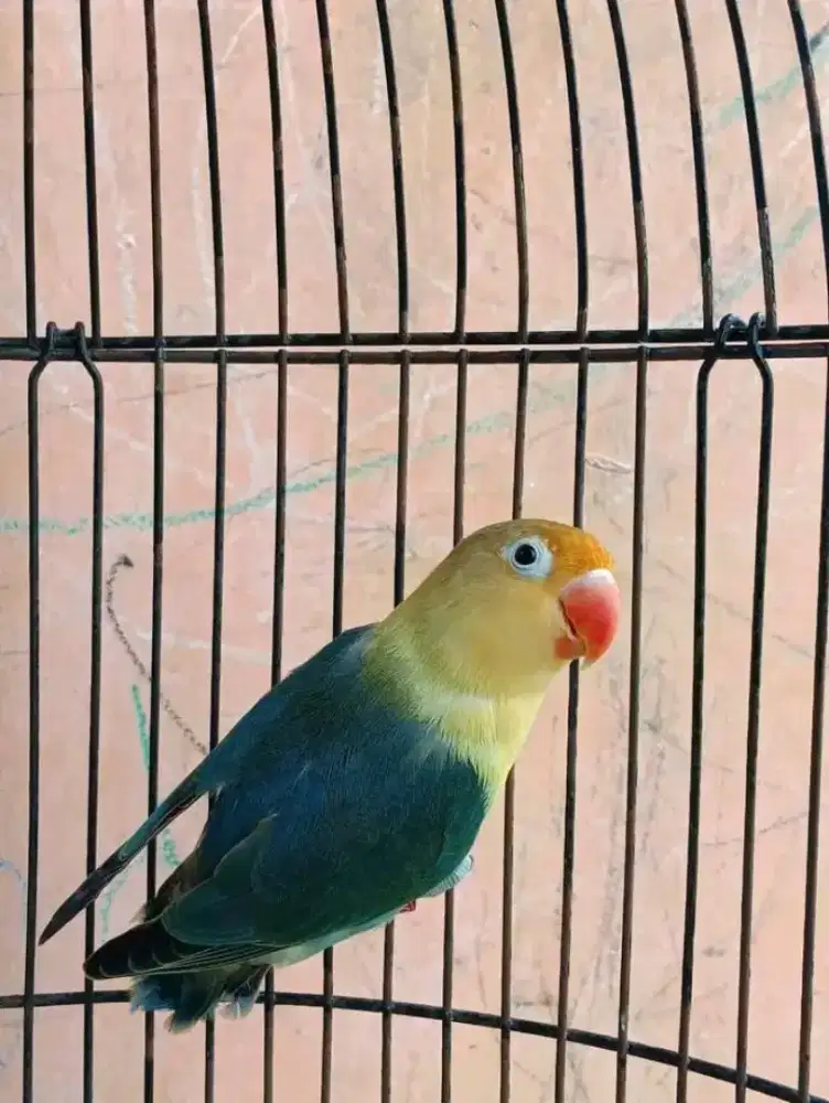 Lb lovebird PB betina siapan