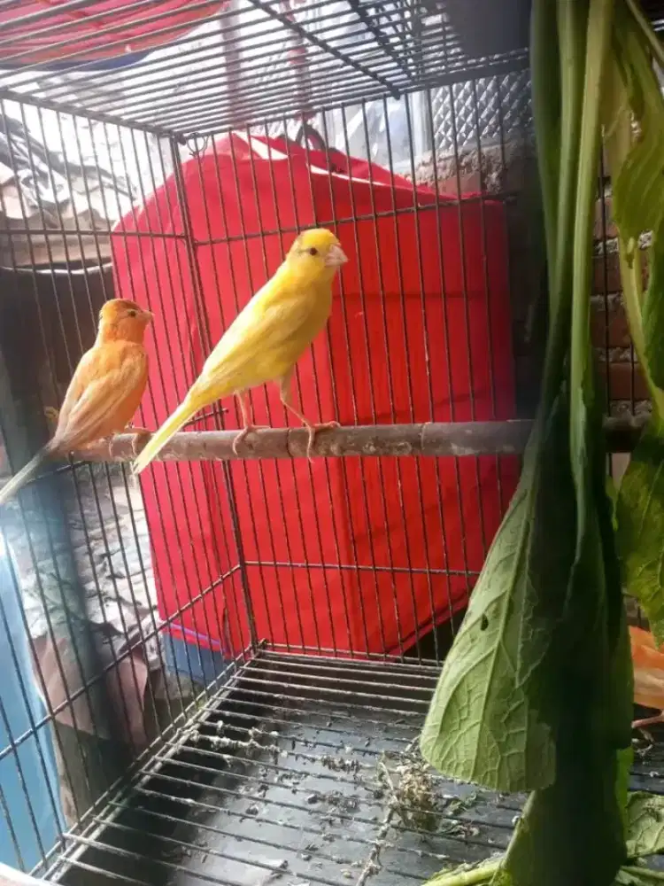 Kenari sajodo produksi 2x