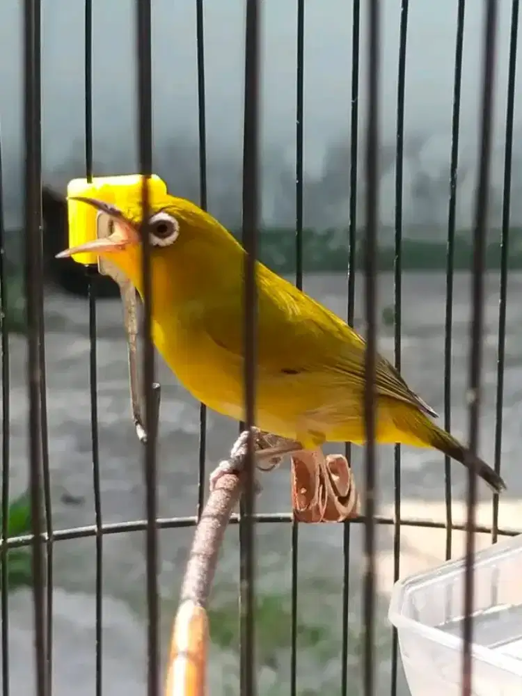 Mangga manuk jalu mulus tos ngiriwik