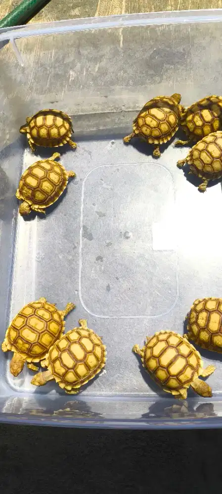 Baby Sulcata 5,5-6cm'an Gemoi.