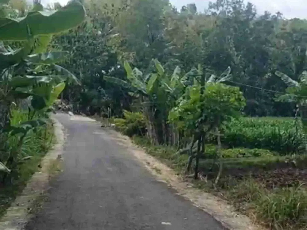 Tanah Murah View Sawah di Sendangsari  Pengasih Kulon Progo