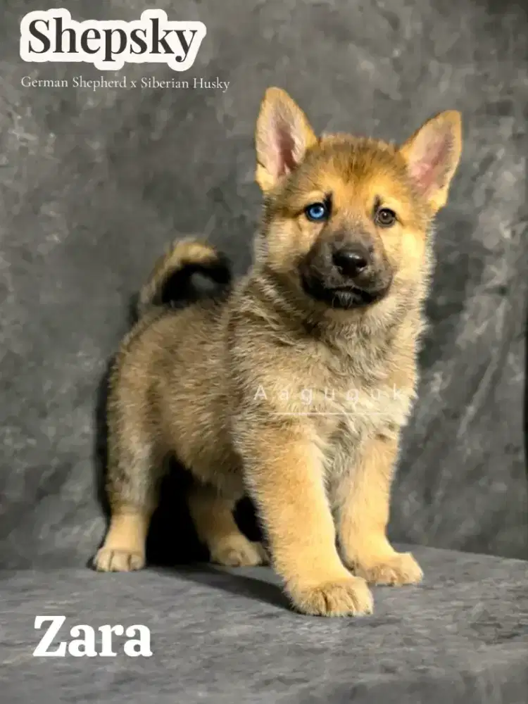 SHEPSKY (  German Shepherd mix Husky )