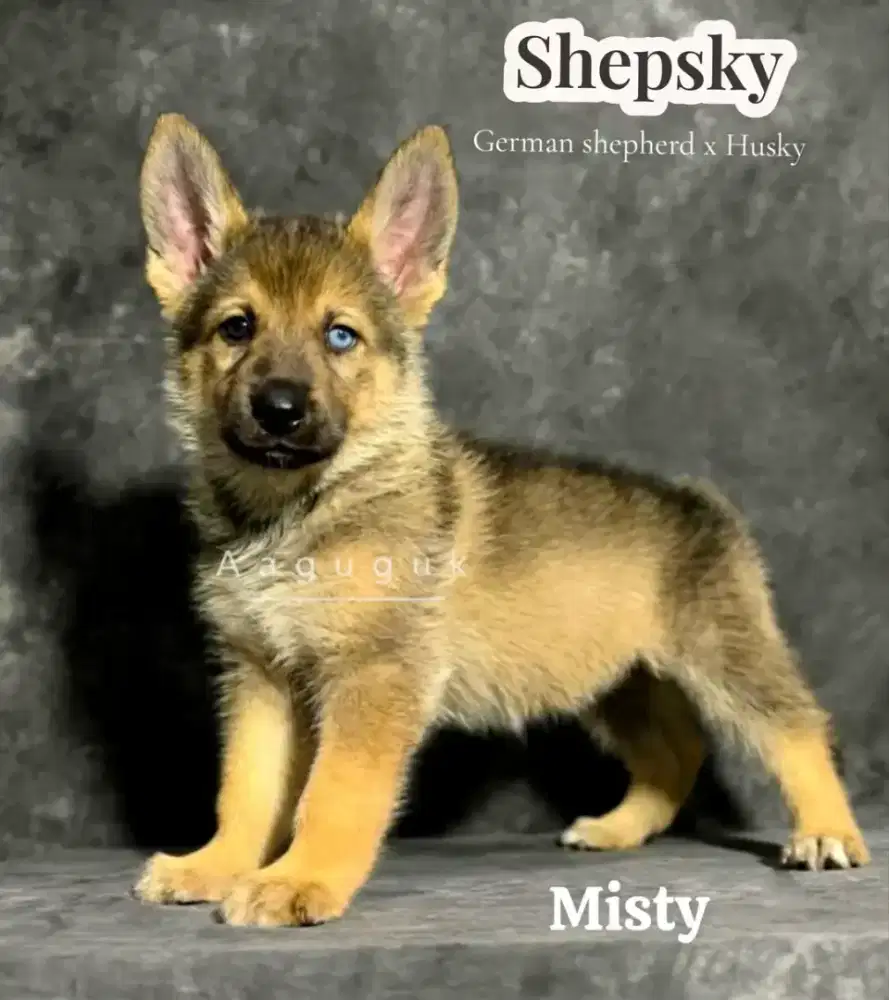 SHEPSKY ( German Shepherd x Husky )