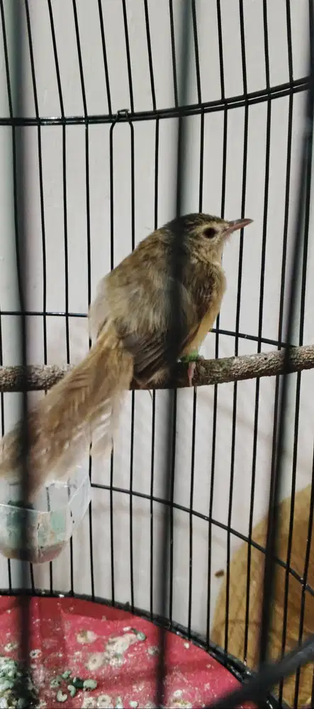 Burung Cigun Mandiri Jantan